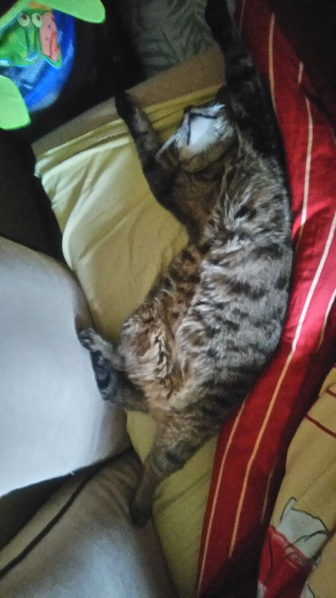 Aurelieax's tweet image. #mojkot aka umieram z rozkoszy