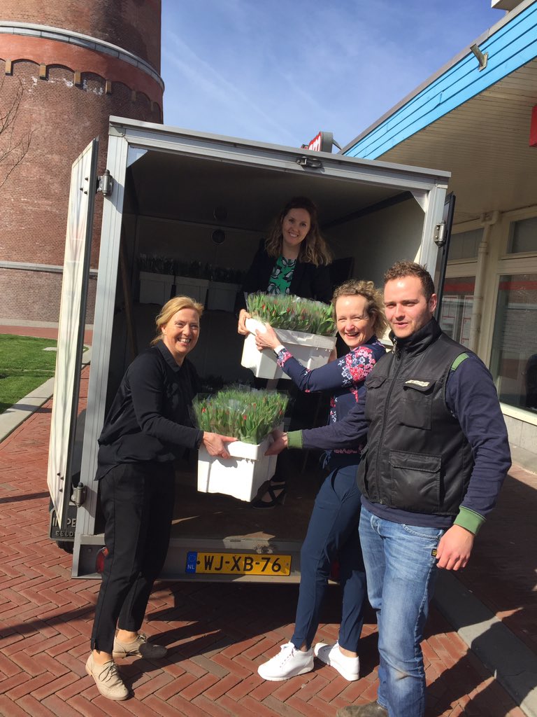 Voorbereidingen voor <a href="/HalveDenHelder/">Halve van Den Helder</a> met grote dank aan <a href="/CHaaksma/">Chris Haaksma</a> van Tulpenhoeve uit Wieringerwerf @RaboKvNH