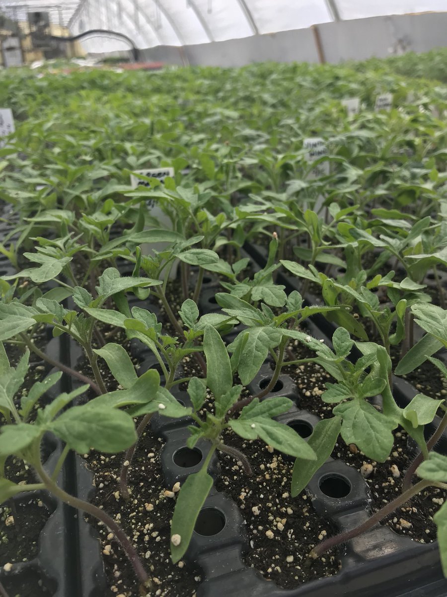 dceeds's tweet photo. Transplant:Thirty 🍅 https://t.co/kxv8gWWgOy