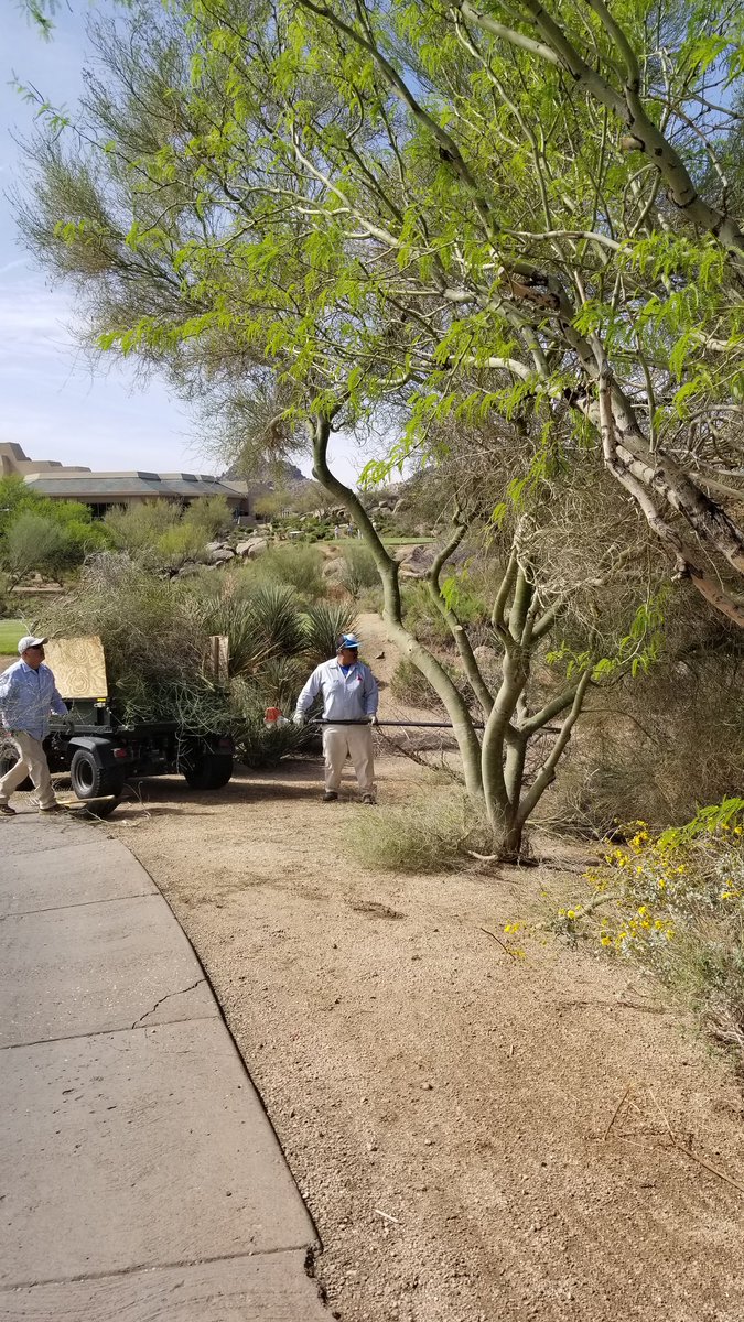 Pruning back to see the Tee box better, especially #1 since we cross it so much. Providing safer travels for my crew. #safetyfirst