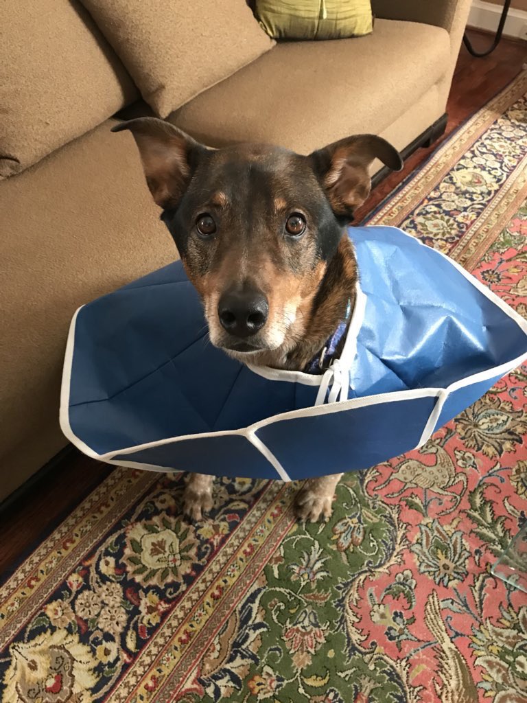 dog_rates's tweet photo. This is Charlie. He’s been diagnosed with osteosarcoma. His back right zoomer has already been amputated to help stop its spread. He’s reacting incredibly well to chemo and has proven to be quite the fighter. 14/10 you can click below to help Charlie 

https://t.co/nsMXhSVPF7 https://t.co/bM5odwxkJn
