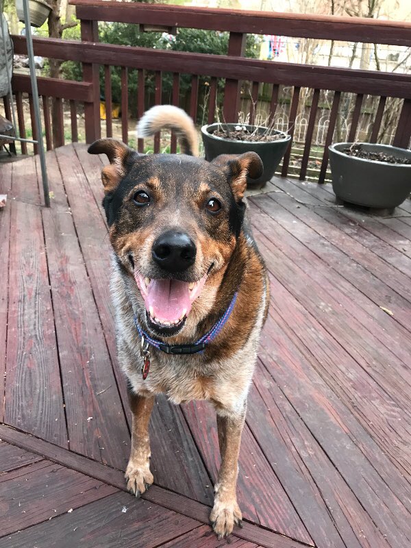 dog_rates's tweet photo. This is Charlie. He’s been diagnosed with osteosarcoma. His back right zoomer has already been amputated to help stop its spread. He’s reacting incredibly well to chemo and has proven to be quite the fighter. 14/10 you can click below to help Charlie 

https://t.co/nsMXhSVPF7 https://t.co/bM5odwxkJn