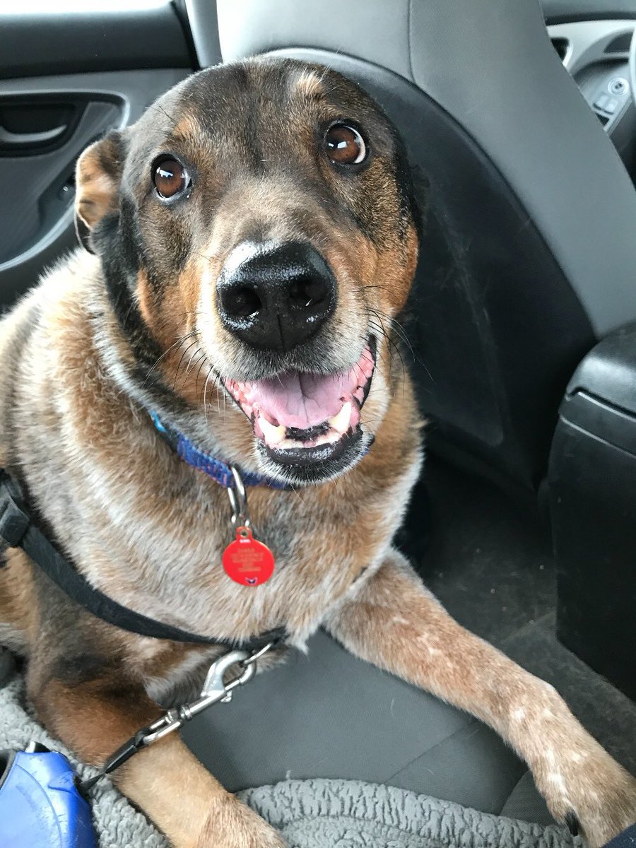 dog_rates's tweet photo. This is Charlie. He’s been diagnosed with osteosarcoma. His back right zoomer has already been amputated to help stop its spread. He’s reacting incredibly well to chemo and has proven to be quite the fighter. 14/10 you can click below to help Charlie 

https://t.co/nsMXhSVPF7 https://t.co/bM5odwxkJn
