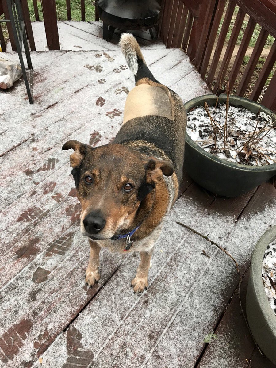 dog_rates's tweet photo. This is Charlie. He’s been diagnosed with osteosarcoma. His back right zoomer has already been amputated to help stop its spread. He’s reacting incredibly well to chemo and has proven to be quite the fighter. 14/10 you can click below to help Charlie 

https://t.co/nsMXhSVPF7 https://t.co/bM5odwxkJn