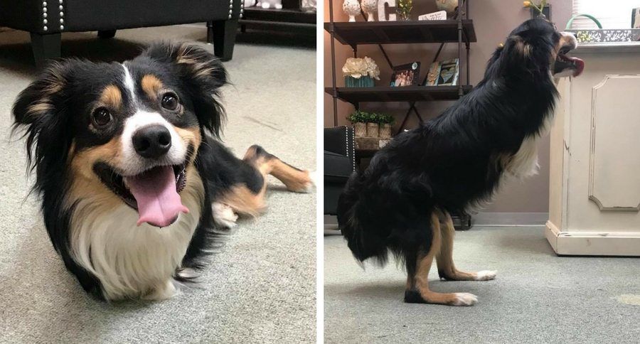 Tobi is a two-legged dog at the <a href="/HSNT1/">Humane Society of North Texas</a> who would really could use a wheelchair! #HelpTobiGetHisWheels buff.ly/2Ih6eWN