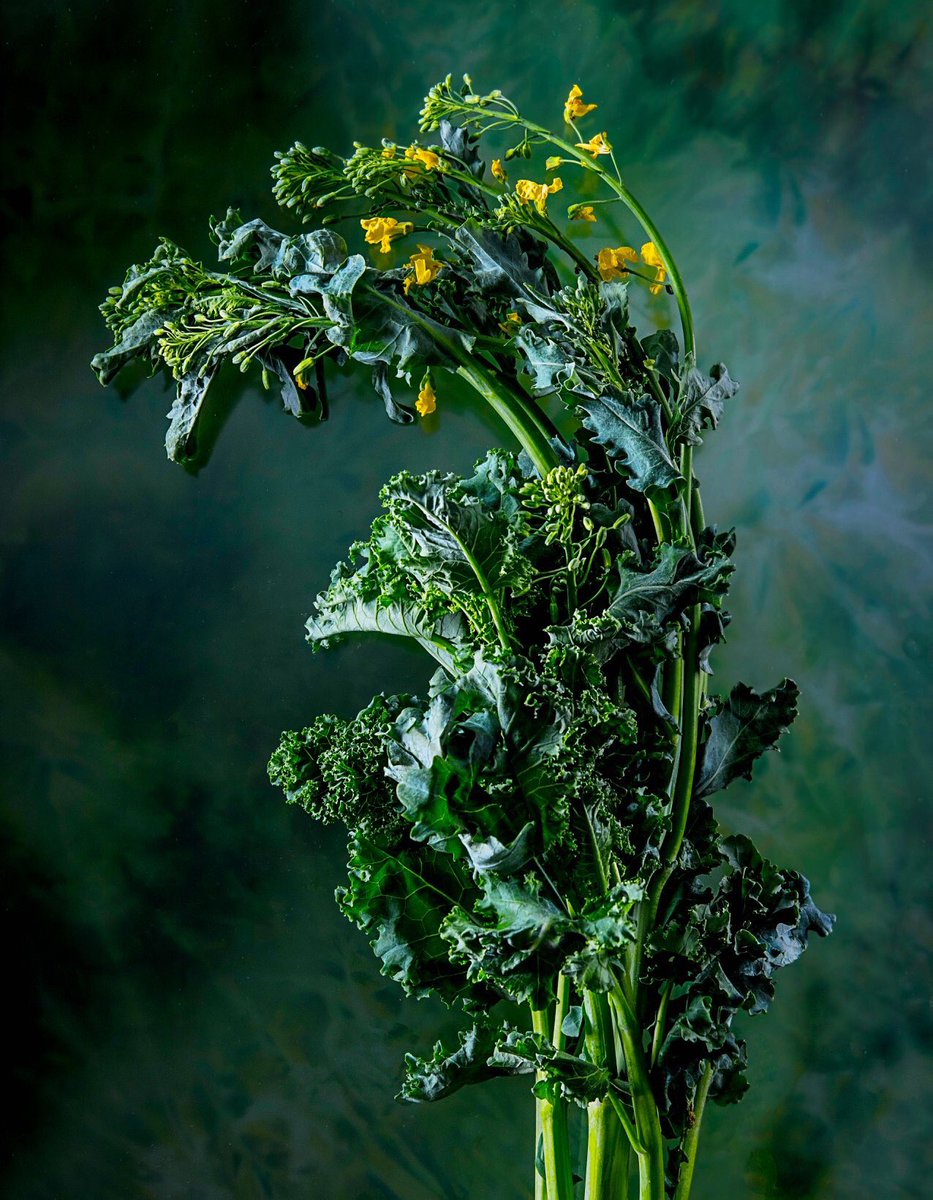 BradshawStudio's tweet photo. Overwintered Kale shared with us from our friends at @actinoliterestaurant - some of the first greens of the season! #yummyfood #foodie #delicious 
#local #farmers #harvest #spring #photography #studio #toronto #foodphotography #foodphotographer #greens #kale #overwinter https://t.co/g6J9m5dsd7