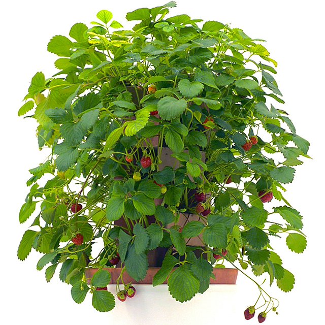 TriplantPot's tweet photo. Do you like strawberries? If yes than our upcoming project is for you! Find out more here: https://t.co/ySEODB9iD9 https://t.co/hAbH88nC7a