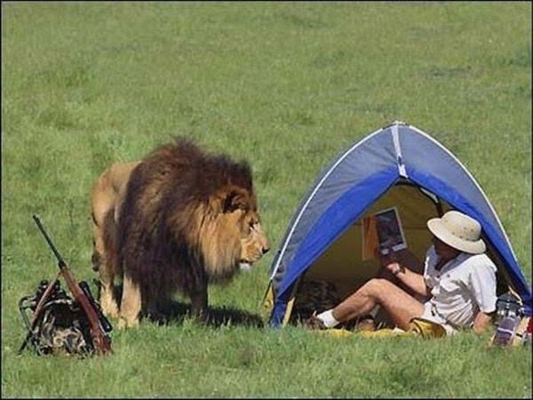CherylFeeley_1's tweet photo. Well hello! I also read that book series. 

#FunnyFail #Safari #SafariFail #FunnyCat #FunnyCats #FunnyAnimals #humor #funny #FunnySafari https://t.co/tCN7yr1zhG