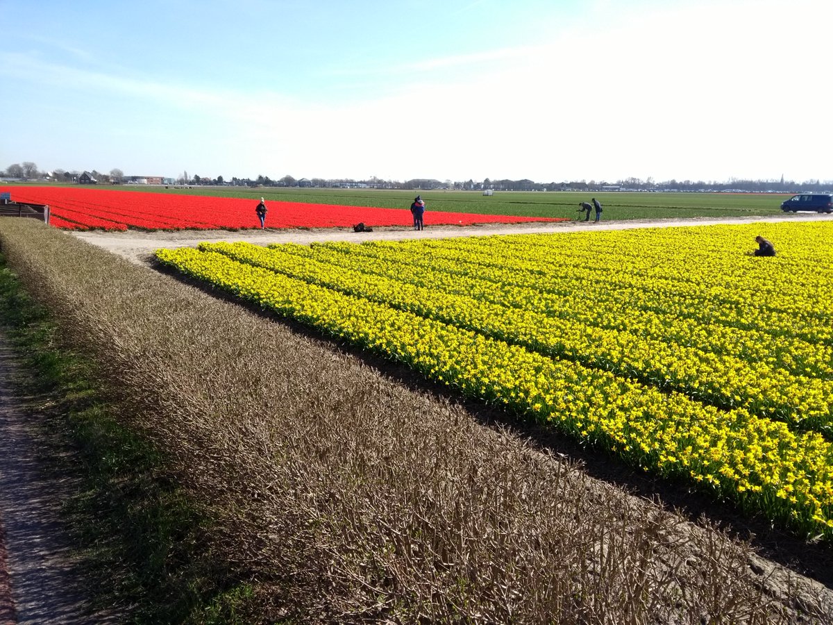 Vandaag weer een rondje op de skates door de Bollenstreek. Wat ligt onze mooie streek er toch weer gekleurd bij.