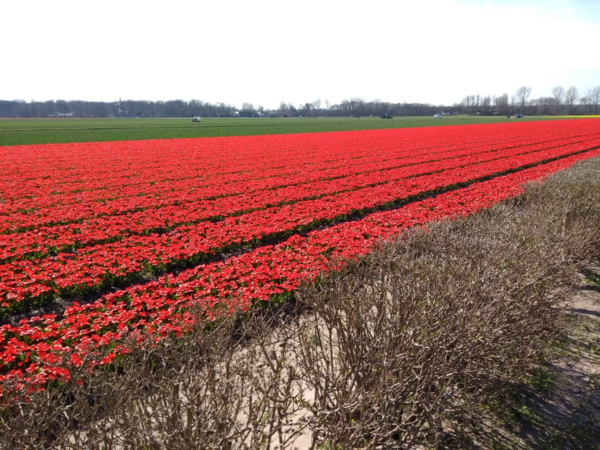 Walter van Polanen tweet media