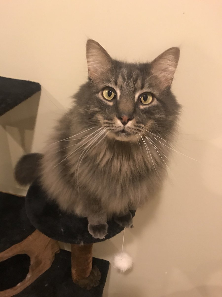 jennydoesthings tweet picture