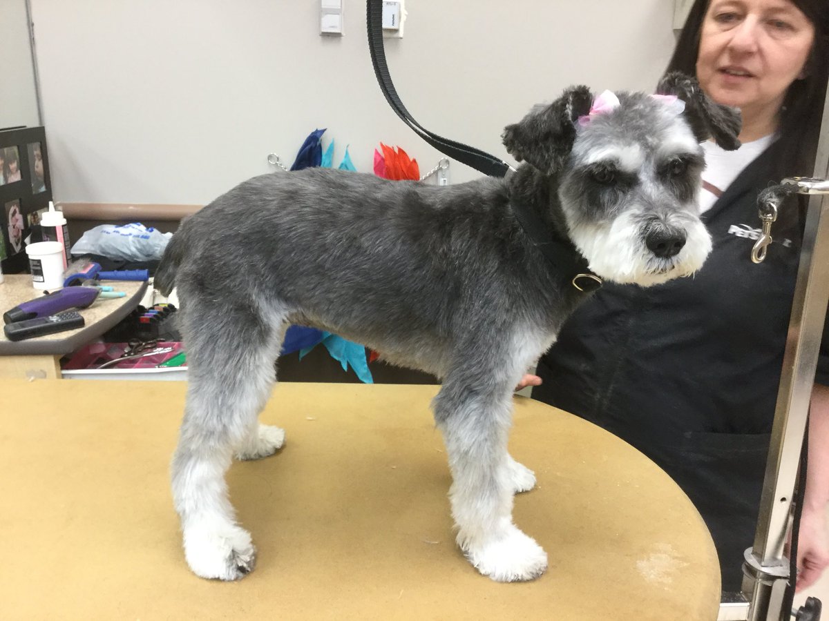 #extrememakeover groomed by Heidi  this is zoey came in for her spa day#1580 #northeastgrooming  #cny