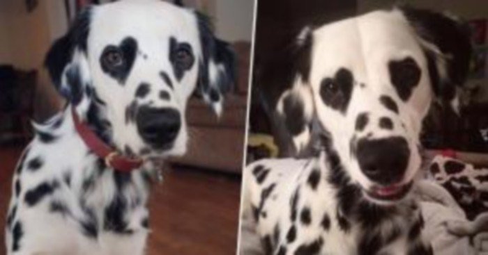 chienchatlovers's tweet photo. Coup de foudre! Ce Dalmatien avec des coeurs autour des yeux fait des ravages sur le web https://t.co/GlkAjCtwmM https://t.co/erg7MMium5