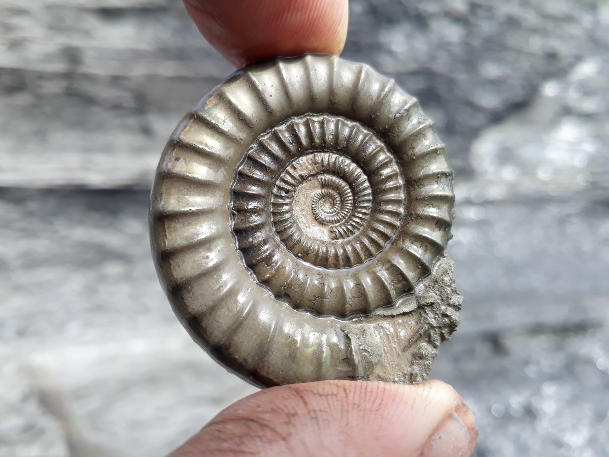 jurassicguides's tweet image. We haven&apos;t done a #fossilfriday tweet in a while so here&apos;s a picture of an Ammonite that was found on today&apos;s fossil walk! A perfect find on a perfect day! #professionalguides #mountainleaders #jurassiccoast