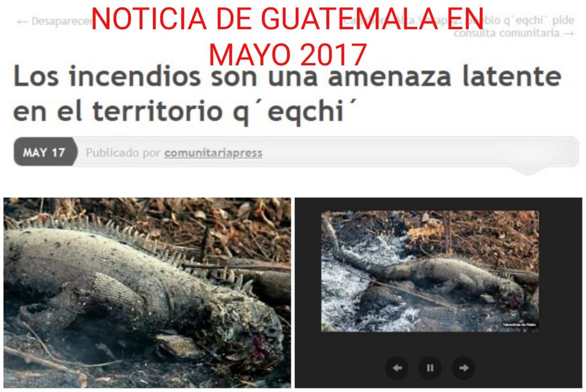 #JPInforma
#LoUltimo
Imágenes que circulan redes sociales sobre especies de animales muertos a causa de incendio en reserva Indio-Maíz es #NoticiaFalsa 👀