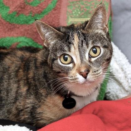 sfspca's tweet photo. Meet Lilou! She’s a sweet and friendly girl who needs a second chance. All cats 7+ years old, like Lilou, are free to adopt through April 15 ❤️😻🐾 https://t.co/4LoVZEa3U1 #adoptdontshop #felinefriday https://t.co/bZlHkwKcVh