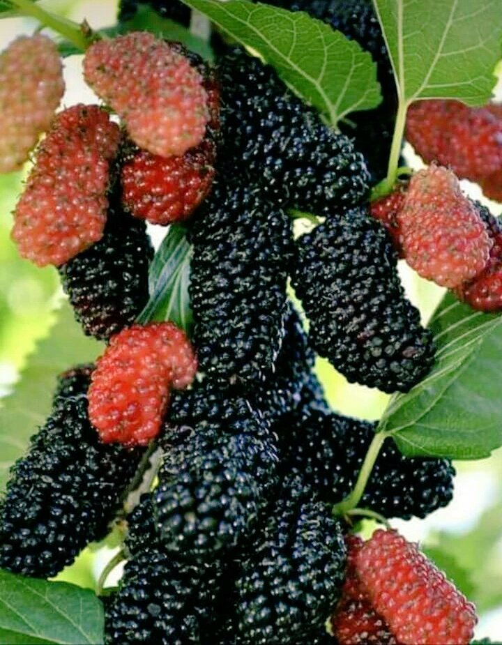 Myno39934408's tweet photo. Rt if u eat this fruit https://t.co/pSxP7WOo4j