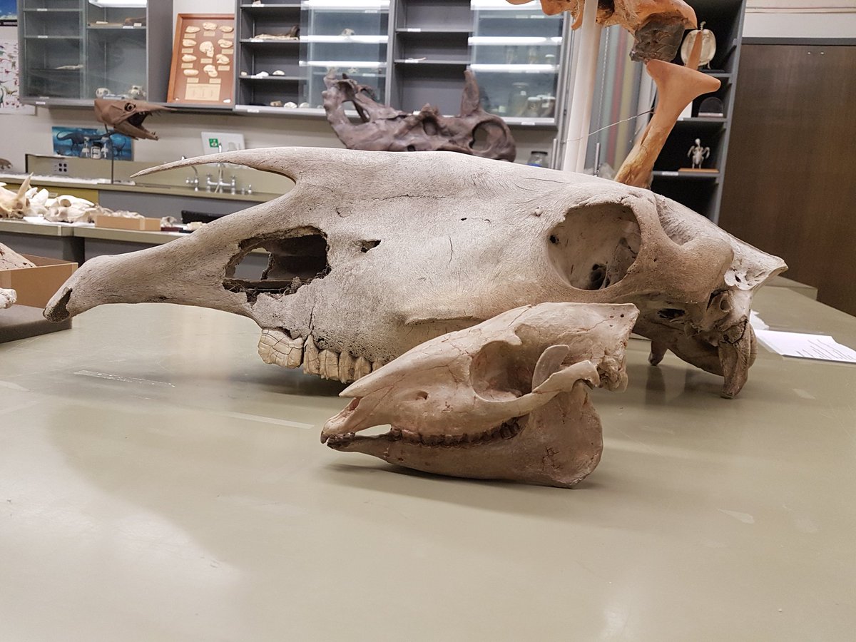 MarkPowersJ's tweet photo. Last day of #PALEO419 lab! The evolutionary path of equids is well represented in the fossil record. Imaged is a domestic horse skull (back) and a cast of Mesohippus (front). The other image shows reduction in digits from Colodon (right) to Pliohippus (left). #FossilFriday https://t.co/GvkmW1GxwE