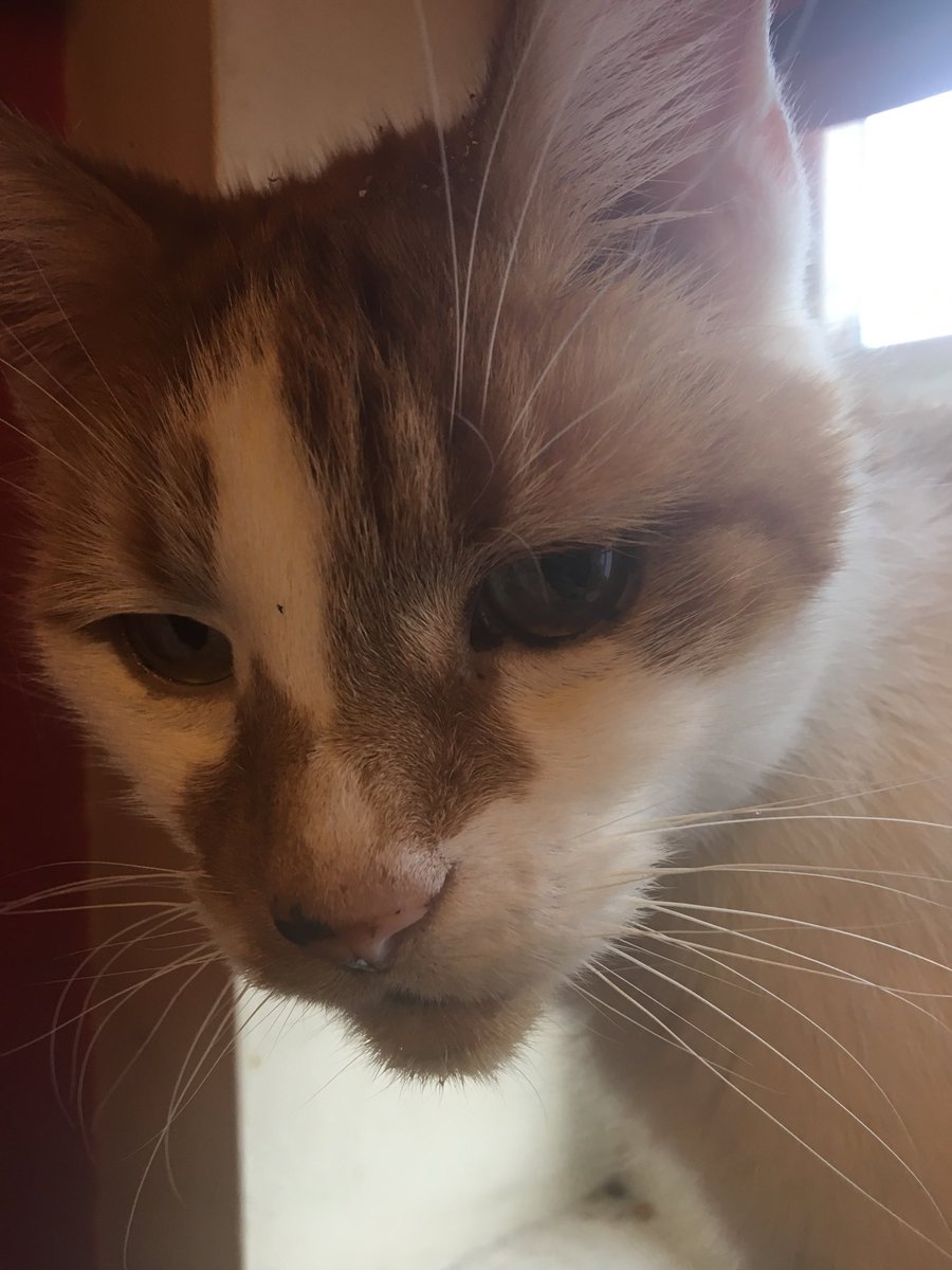 cate_thomas's tweet photo. To everyone posting baby pics, this is my baby! Yours are equally as adorable as mine but can they lick their own butt??? #DyingAlone #OkayWithThat #TooMuchFur #CatsBeatHumansLikeRockBeatsScissors https://t.co/otkWVmJ3VA