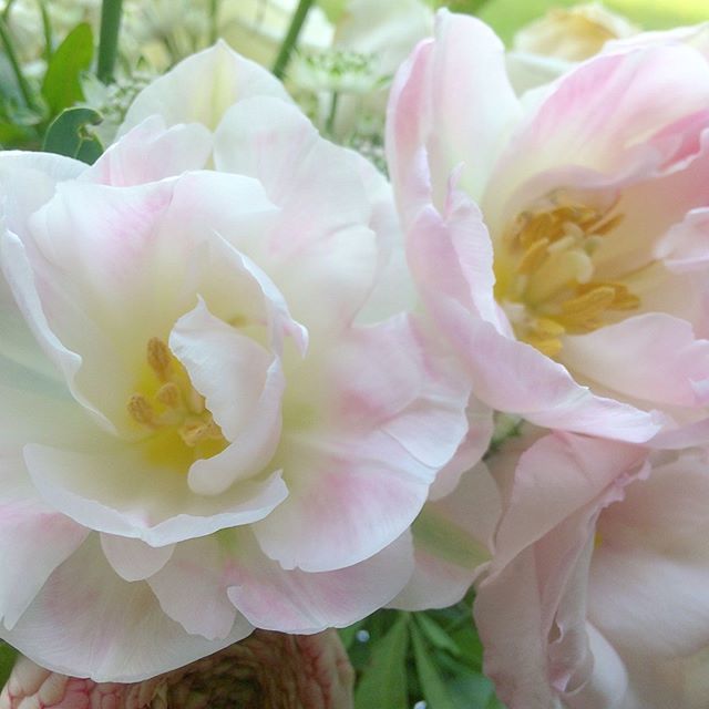 Angelique tulips! So pretty and delicate, personally I think they are very good peony imitators. I f you are having a spring wedding before the peonies are fully in season I think these are a great option for fluffy blousy blooms. .
.
.
.
.

#seedscolor … ift.tt/2GDUBgp