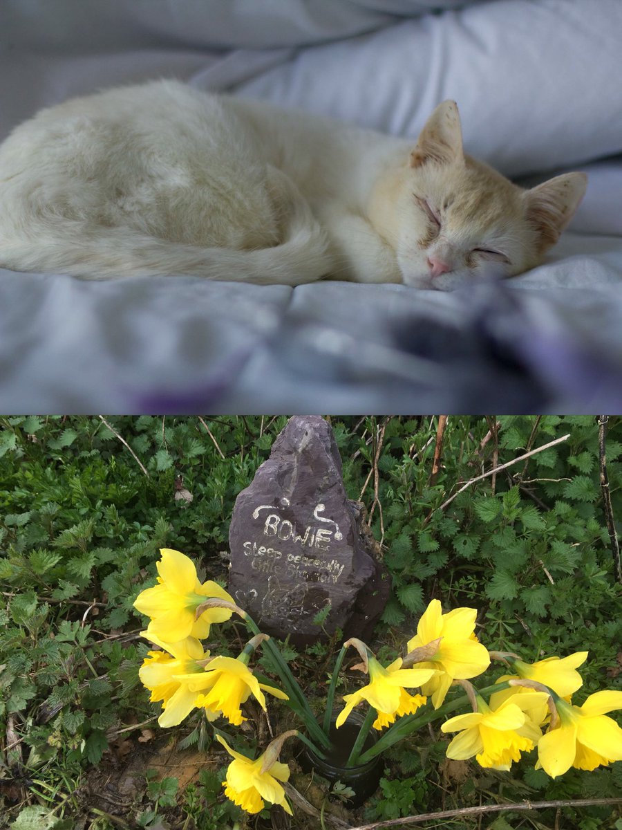 MaliTheCrocat's tweet photo. A year ago today we took the hardest decision to say goodbye. Today the sun shines for you my little Starman. Love you always and forever 😢💜 https://t.co/LS0WEOQ7q5