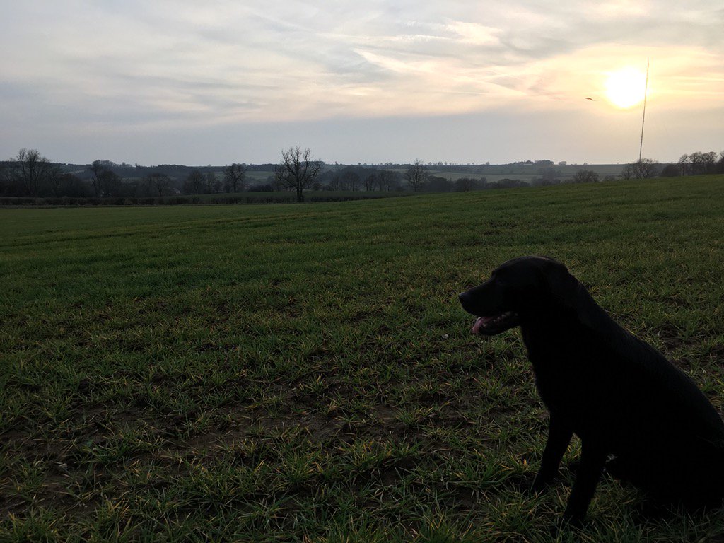 Seedsman1986's tweet photo. Dog walking normally means crop walking.. especially now to can do it in daylight! #harvest18 #springfinallysprung ? https://t.co/IIR38MBCc0
