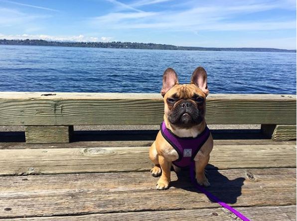 BeachCafeCP's tweet photo. @harlytheminifrenchi is on high alert… he just heard that his favorite restaurant just got an Instagram account… Beach Cafe  #GuestGram #weremakingthemove #instaherewecome #beachcafeoninsta #beachcafe #frenchisofinstagram https://t.co/QVZeQOjBvc