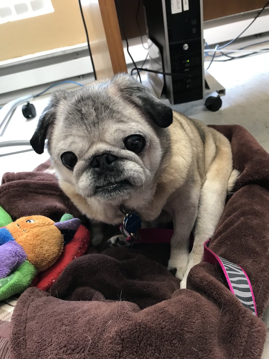 PetuniaMaePug's tweet photo. Working hard with mom today! #workingpug #pug https://t.co/YrgLu2TAyd