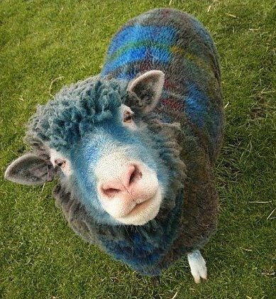 plaidgoatmtb's tweet photo. Happy Tartan Day from Plaid Goat!
#notagoat #itsasheep #plaidgoat #FridayFunny https://t.co/eqkxhH2FQ9