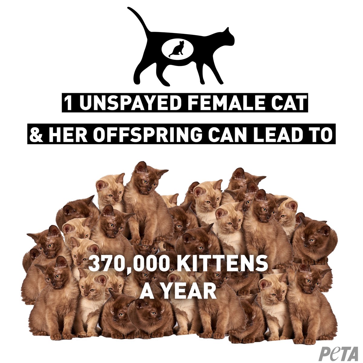 peta's tweet photo. It's kitten season, which means shelters are flooded with animals 😞 THIS is why it's so important to #SpayAndNeuter https://t.co/NSrfNC1Gjd