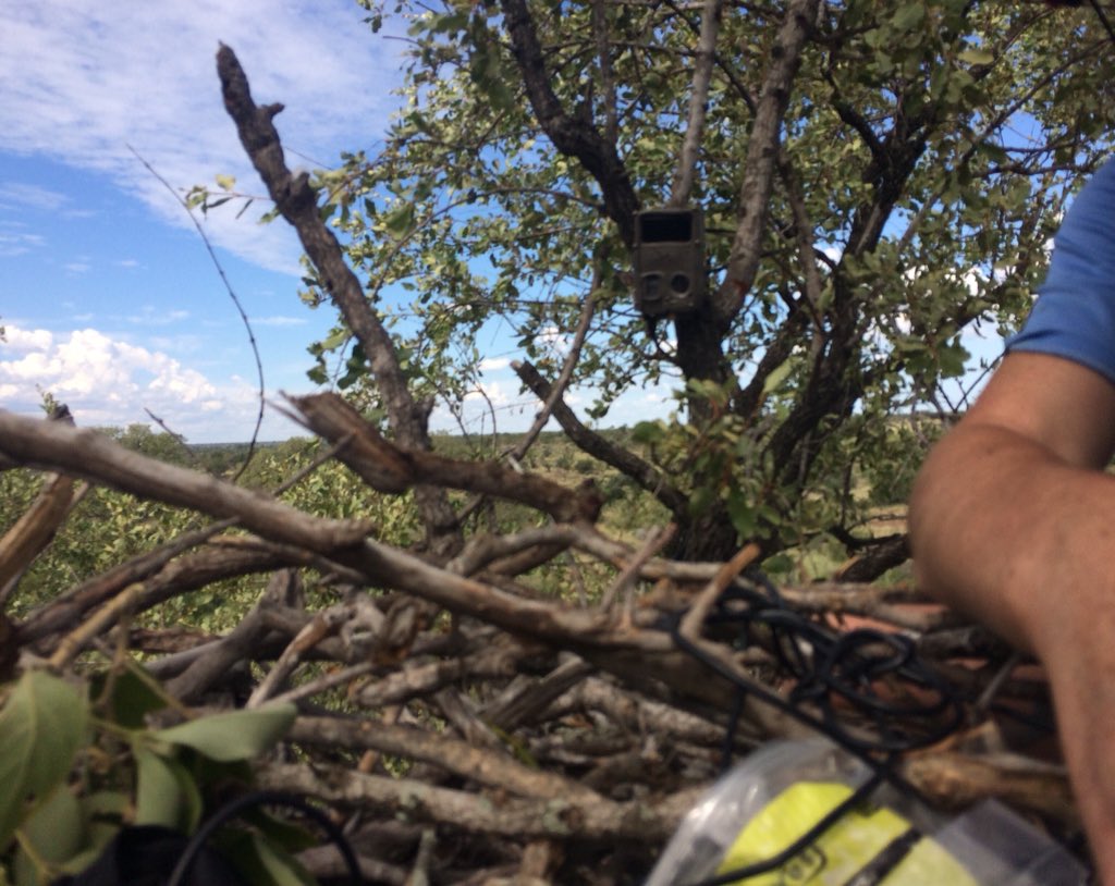 Meg_Murg's tweet photo. Onwards and upwards. Martial eagles will be settling into their nests in Kruger National Park around the end of the month but we beat them to it. Installing nest cameras to monitor breeding #ornitechnology #fitztitute https://t.co/L51g0tHqit