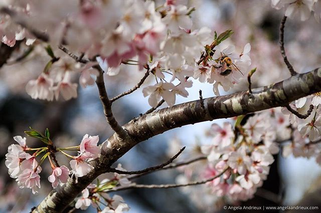 A gigantic bumblebee, just doing what bees do.⠀
⠀
#sakura #cherryblossoms #spring naturalvirginia #virginiaisforlovers #scenicvirginia #loveVA #virginiaisbeautiful #visitva #visitvirginia #explorevirginia #hrva #757 #757photographer #757collective #c… ift.tt/2uNTZPH