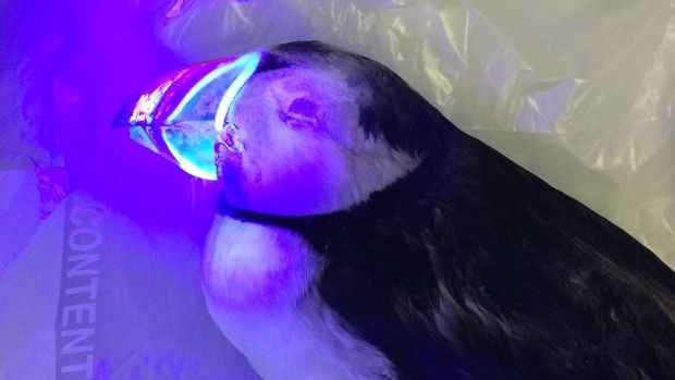 cbcnewsbc's tweet photo. A U.K. scientists found out by accident that puffin beaks glow under UV light ... now they're trying to figure out why.
https://t.co/haWMecPoqm https://t.co/bTwNZJWqYB