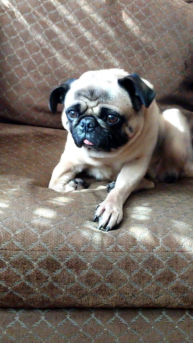 Tiarablogsalot's tweet photo. Took a pic of my friend's pug cuz he's just toooo cute!!!!!!😊😊
#cutedog #dog #pet #doggy #dogs #dogsoftwitter #follo4follo #follo4folloback #follobackinstantly #folloforfollo #folloback #FolllowFriday #follw4follw #follo_me_Iwill_folloback https://t.co/6yC58SQhCO