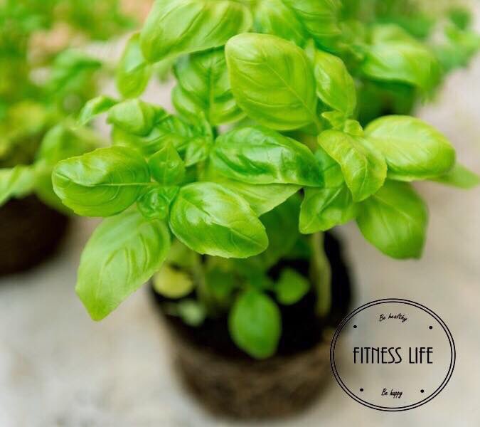 FitnessLifeOff's tweet photo. La Albahaca

🍃Es anti-infecciosa, antiinflamatoria, antibiótica y anti-bacteriana.
🍃Elimina la flema de los bronquios y el asma.
🍃Evita el estreñimiento, los parásitos, los gases y las náuseas.
🍃Es muy baja en calorías, da saciedad y es diurética.
🍃Previene el cáncer. https://t.co/84wnDUIuhv
