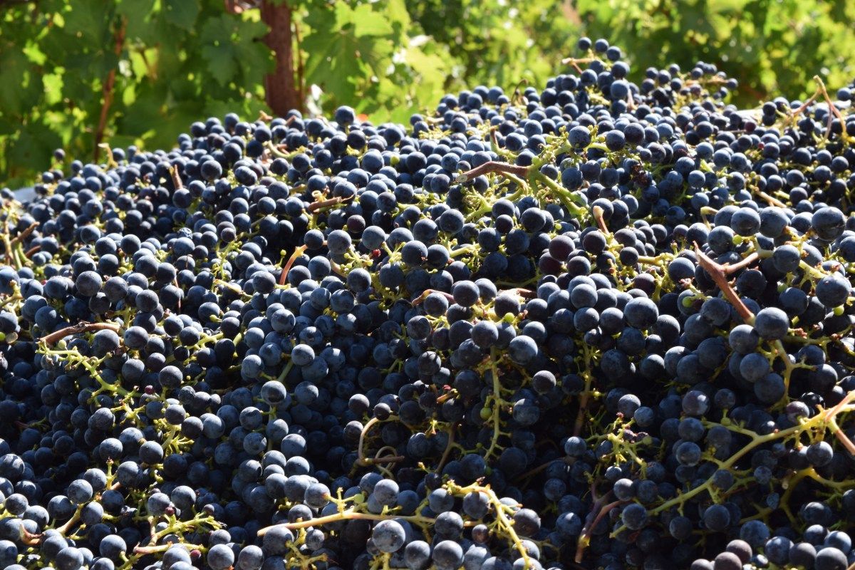 Fun, Unique &amp; Amusing Facts About Wine  buff.ly/2GD3xlX