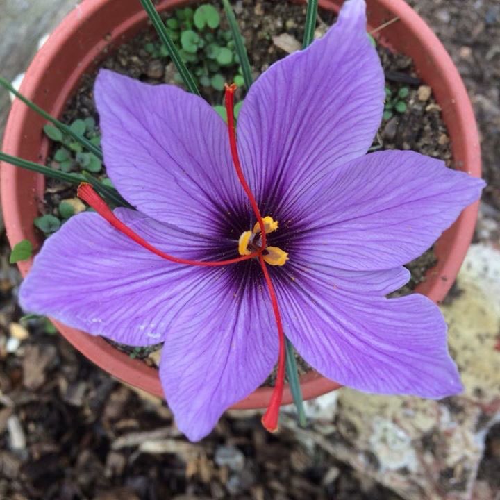 CroydonSaffron's tweet photo. Oh Flower of #Croydon
When will we see your like again?

The #Crocus Valley is in the communities hands.  

Why not pick up a tray for your kids school tomorrow &amp; get a local heritage project going?

Open 11am-5pm https://t.co/LfvkuxCOz6