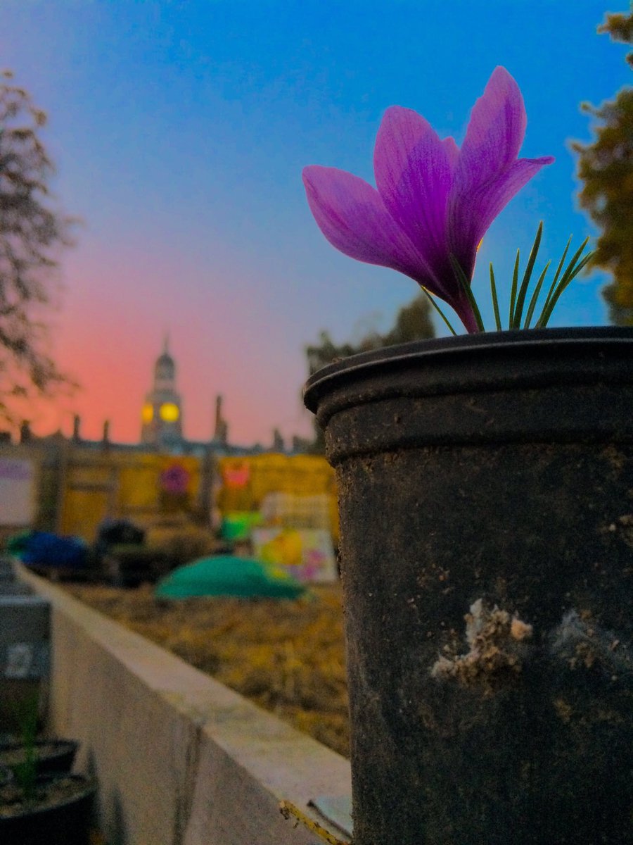CroydonSaffron's tweet photo. Oh Flower of #Croydon
When will we see your like again?

The #Crocus Valley is in the communities hands.  

Why not pick up a tray for your kids school tomorrow &amp; get a local heritage project going?

Open 11am-5pm https://t.co/LfvkuxCOz6