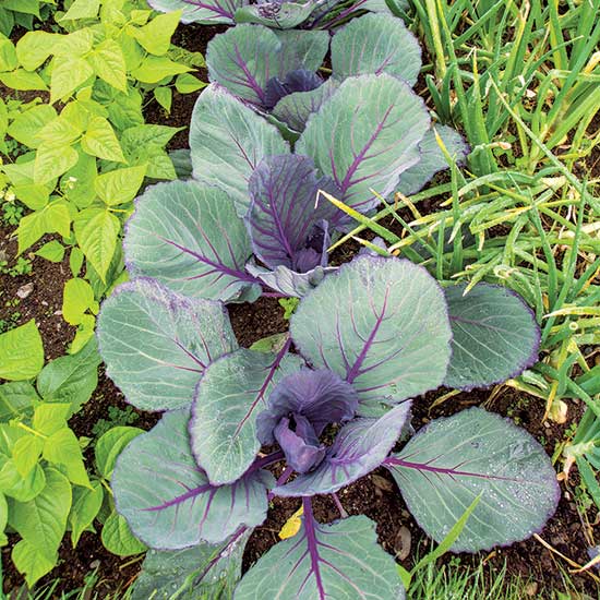 Gardeners_Path_'s tweet photo. Intercropping: Minimize Your Effort While Maximizing Yields https://t.co/uhMEpLh7uB #gardening #maximumyields https://t.co/r5ZXBLSQyP