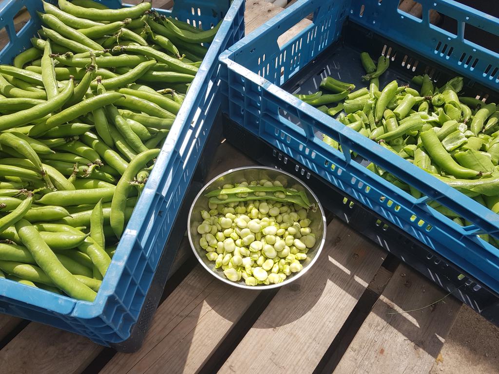 flespompoen's tweet photo. 1e Boer Janus #Tuinbonen van 2018!! Volgende week gaan we rustig starten met oogsten. #Holland #Versland #Poeldijk Dit weekend gaan wij, en onze medewerkers de eerste eten. Hmm https://t.co/CHeW9G5s0I
