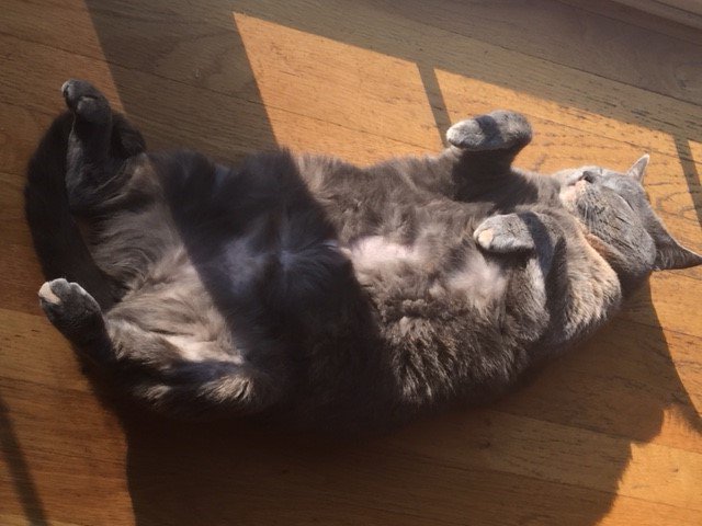 paratest's tweet photo. I wish I was as warm and comfy as this cutie! Can't believe its snowing right now! #NewEngland #APerfectDayFor #FridayFeeing https://t.co/d6unYfnqJ0