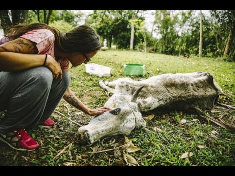 NDocumentarios's tweet image. A Carne É Fraca Documentário Nacional! #Documentário #Netdocumentario b2s.pm/V23MPu