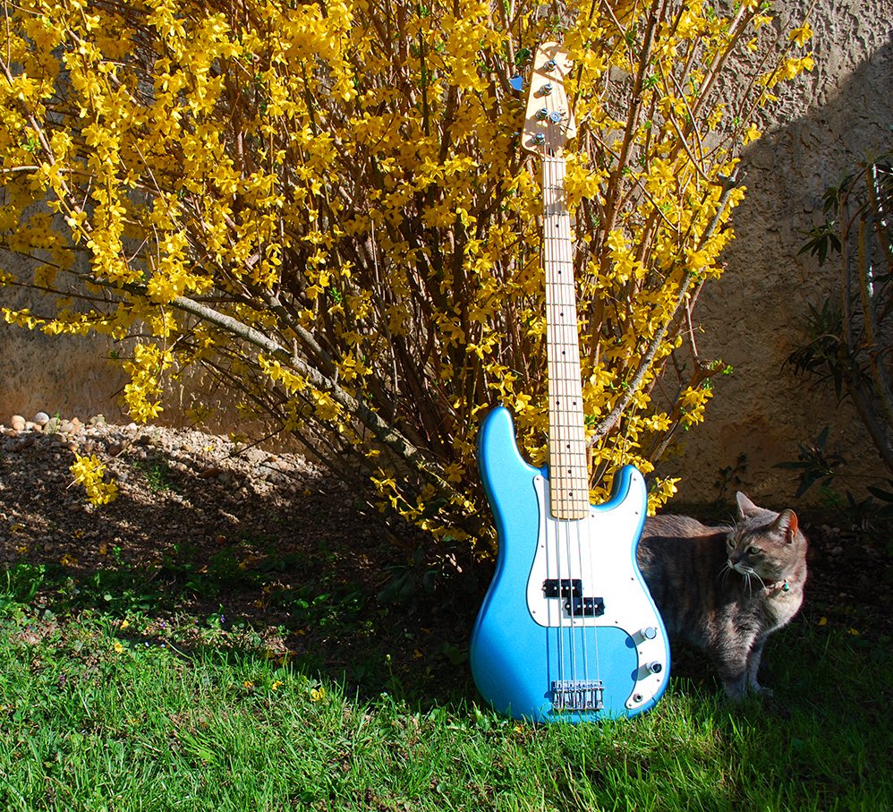 nisheink's tweet photo. @Fender My cat, Muse, likes the smell of fresh fish ... ! 😺🐟
#NationalPetMonth #FenderPets https://t.co/szczg0iv3F