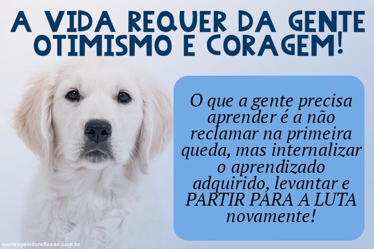 KitpetloveCom tweet picture