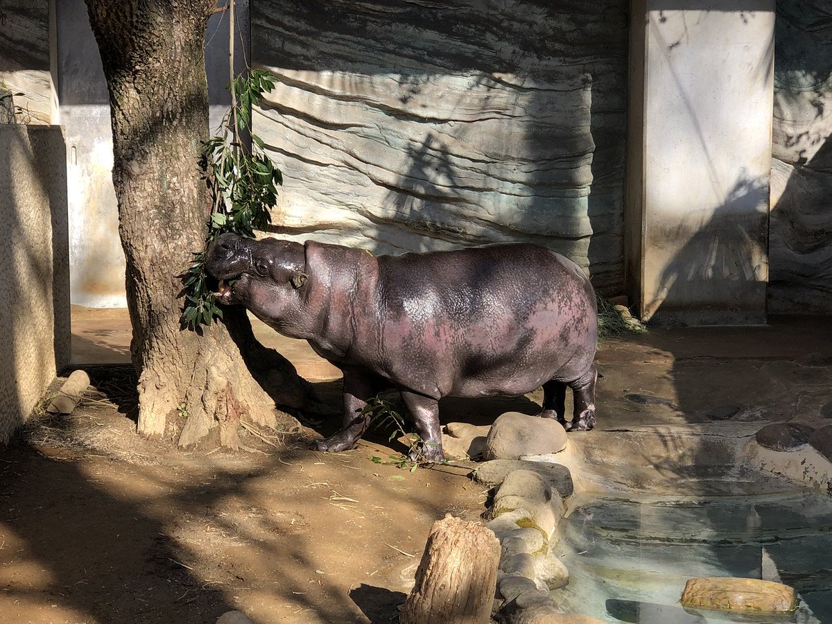 上野動物園 公式 おはようございます コビトカバが朝ごはんをモシャモシャ 本日も元気に行きましょう 上野動物園 コビトカバ