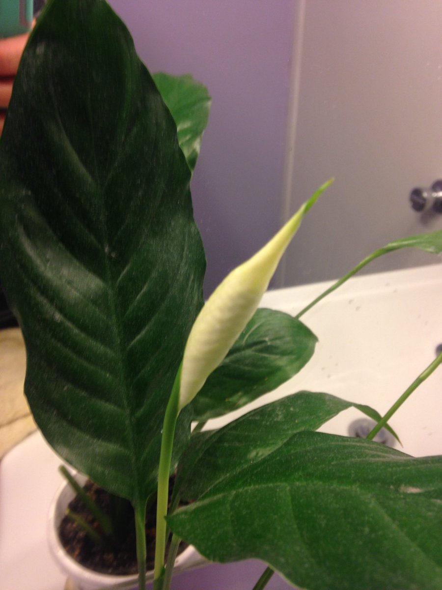 ItsMoonyOut's tweet photo. Just binge watched the 1st half of season 2 and now I am afraid of this new growth on my plant. Thanks @Stranger_Things https://t.co/veWcvKJTZn