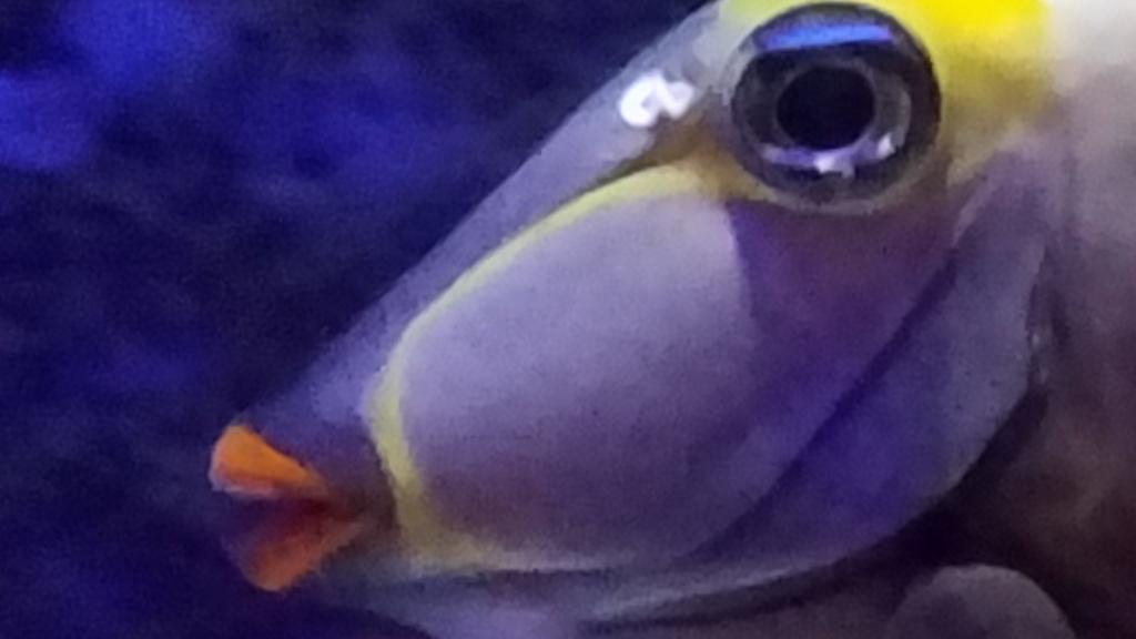 hobscotch59's tweet image. Don't hate me because I'm beautiful! #fishlips #SeaLifeAquarium #Orlando #Lovefl