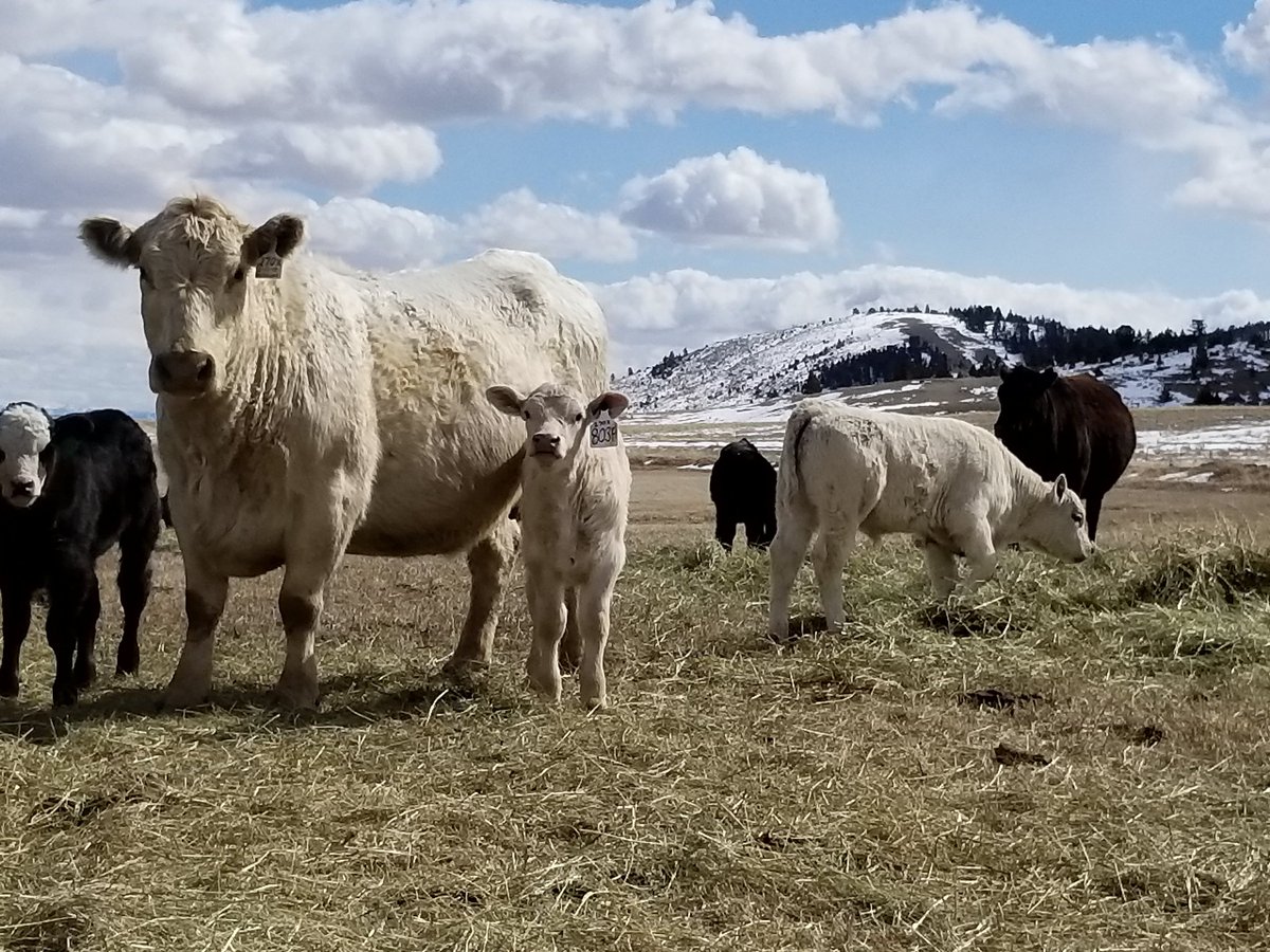 CatalystCattle's tweet photo. FUN FACT FRIDAY: Cows have much better hearing that humans. Cows hearing frequency is between 16 and 40,000 Hz. Adult humans range from 20 to 20,000 Hz. https://t.co/FBGLNXdG2n