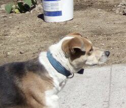 Quien se llevaría my perro ya lleva 2 semana perdido