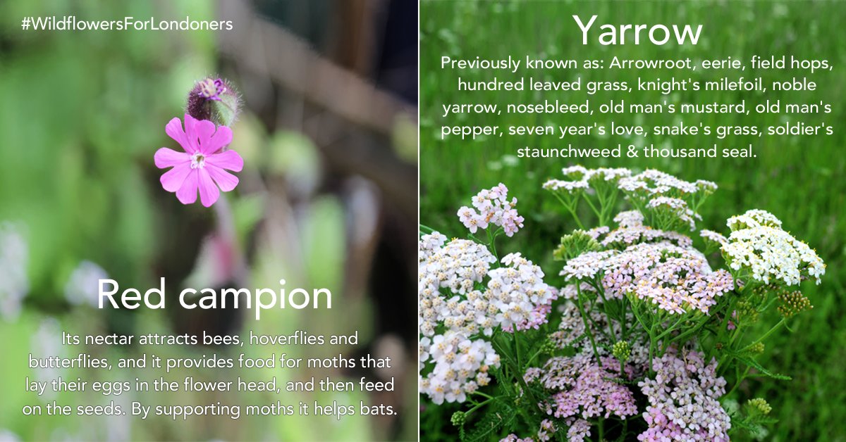 LondonNPC's tweet image. Just 3 days to go to join in our #WildflowersForLondoners campaign. Get easy to use seed balls through your front door ready to scatter this spring in a windowbox, or corner by the wheelie bins! They each have a story to tell. chuffed.org/project/grow-t…